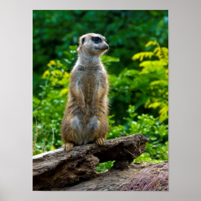 Meerkat Poster (Frente)