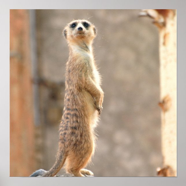 Meerkat, Poster de Atenção (Frente)