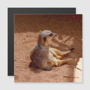 Meerkat Sitting Fotografia, Cartão Magnético