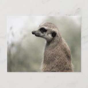 Meerkat sobre Guarda - Cartão postal