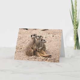 Meerkats em um cartão da aproximação