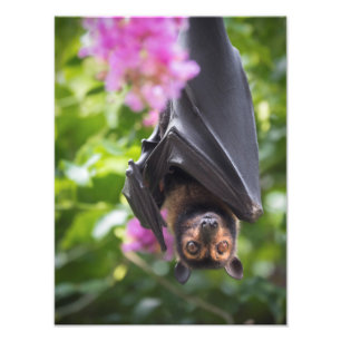 Megabat de Fox de vôo com impressão da foto de