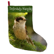 Perfil de um Jay de Cinza Cute / Whiskeyjack Songb