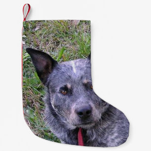 Meia De Natal Pequena Australian_cattle_dog blue.png