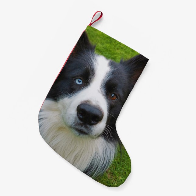 Meia De Natal Pequena Border Collie Small Christmas Stocks (Frente (Pendurada))