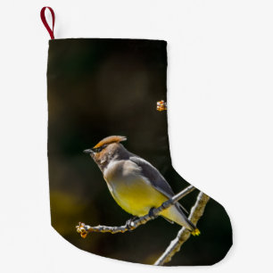 Meia De Natal Pequena Cedar Waxwing Songbird Original Foto de Pássaro Se