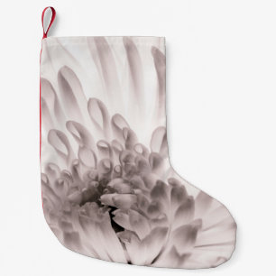 Meia De Natal Pequena Chrysanthemum na floração de cheios. Fechar macro