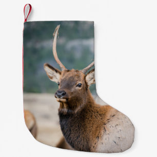 MEIA DE NATAL PEQUENA ELK NO PARQUE NACIONAL DA MONTANHA DE ROCKY - ELK