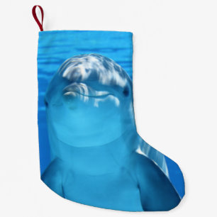 Meia De Natal Pequena O golfinho de Bottlenose olha a câmera sob a águ