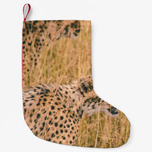MEIA DE NATAL PEQUENA OLHOS NO ALVO - FOTO DE ANIMAIS LEOPARD