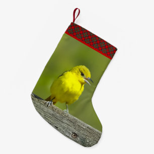 Meia De Natal Pequena Orchard Oriole - Fotografia Original