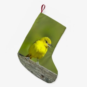 Meia De Natal Pequena Orchard Oriole - Fotografia Original