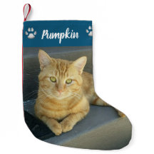 Tabby Laranja Cat Pet Photo Blue Personalizado
