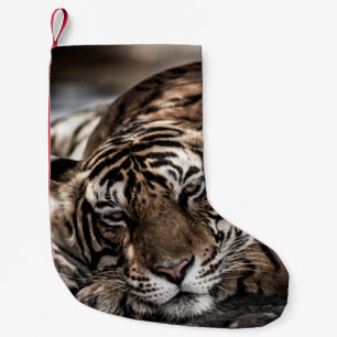 Meia De Natal Pequena Tigre Ranthambore: arte fina de close-up.