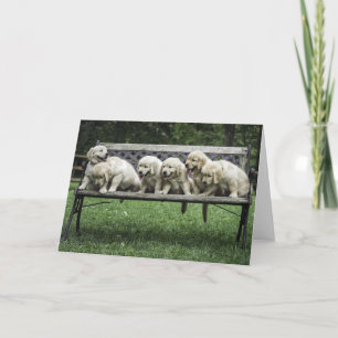 Meia dúzia de cartão com fotos de banco de Holly