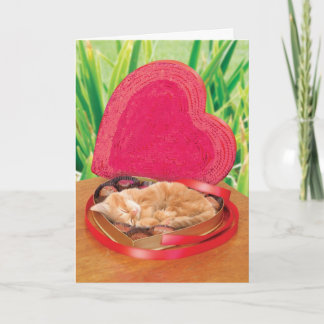 Melhor adorável bonito engraçado do cartão do gato