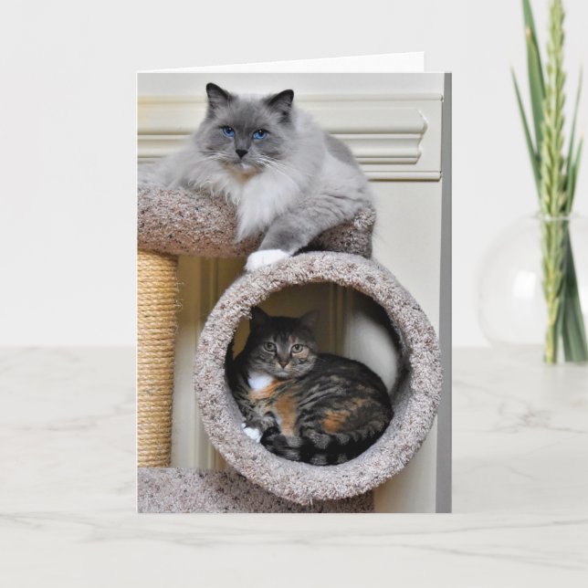 Melhores amigos, cartão (Frente)