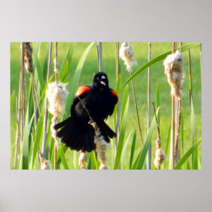 Melro vermelho da asa no poster dos juncos