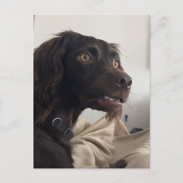 Meme de cachorro confuso de cartão postal (Frente)