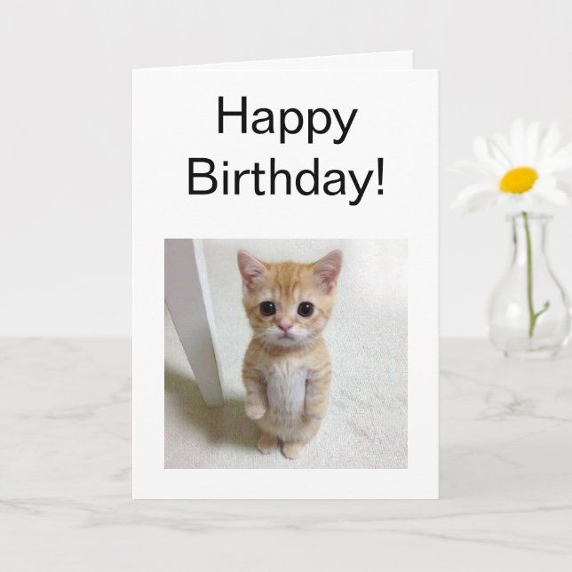 Meme de Cat El Gato do Cartão Dobrado (Planta pequena)