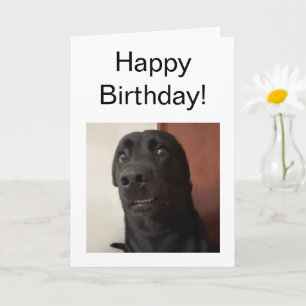 Memória De Cachorro Com Medo De Cartão Dobrado