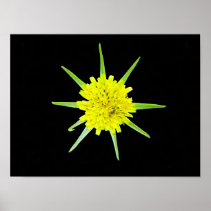 Menos poster da flor selvagem da Cabra-barba