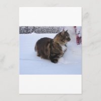 gato da floresta norueguesa na neve