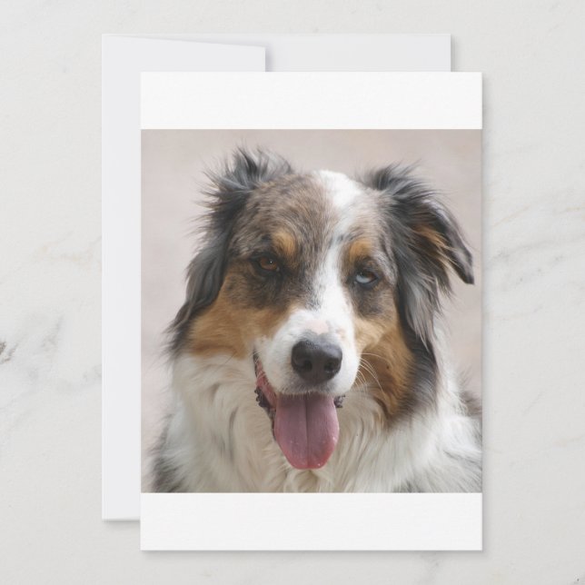 merle aussie (Frente)