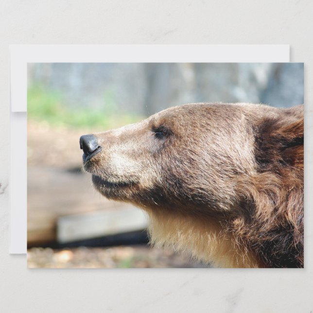 Mestre Bruin (Frente)