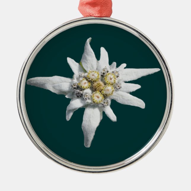 Metal Ornamento de Edelweiss (Frente)
