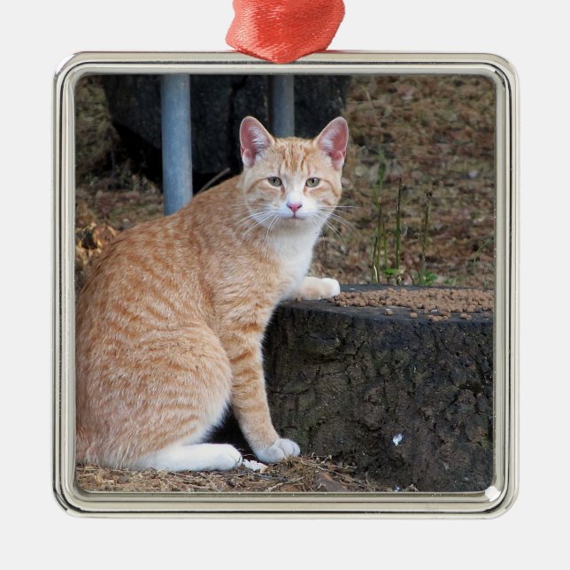 Metal Ornamento de Gato de Tabby Laranja (Frente)