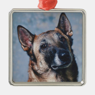 Metal Ornamento de Malinois do belga