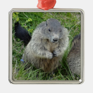 Metal ornamento de marmotas