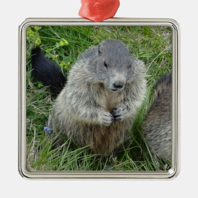 Metal ornamento de marmotas (Frente)
