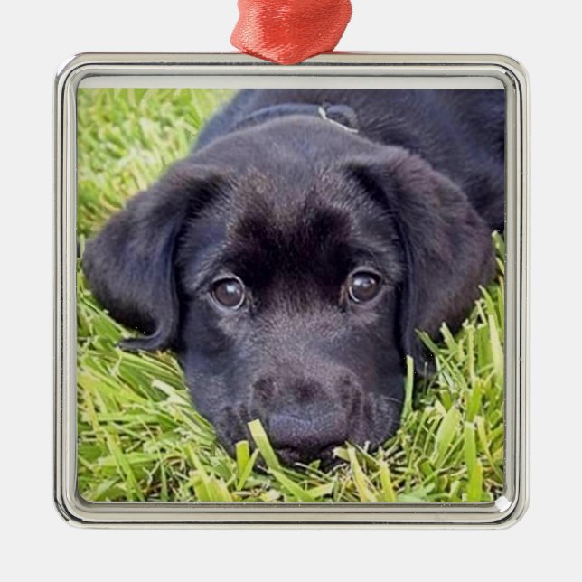 Metal Ornamento do filhote de cachorro de Labrador, (Frente)