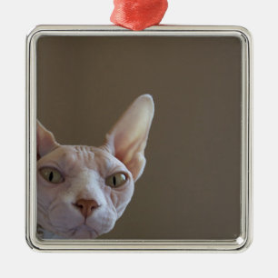 Metal Ornamento do quadro do gato calvo de Sphynx mini