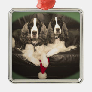 Metal Ornamento dos Spaniels de Springer