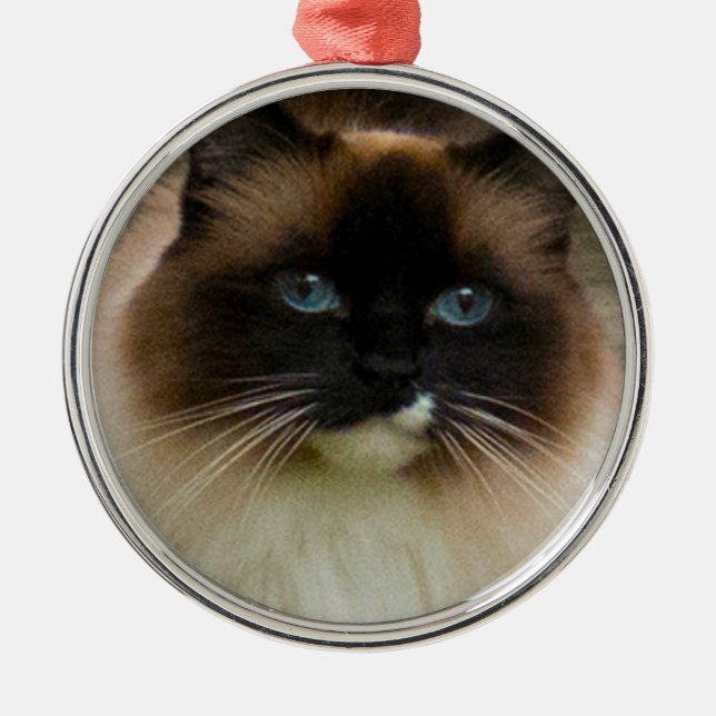Metal Ornamento Loveable do gato de Ragdoll (Frente)