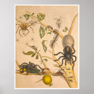 Metamorfose Insectorum Surinamensium Impressão