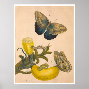 Metamorfose Insectorum Surinamensium Impressão