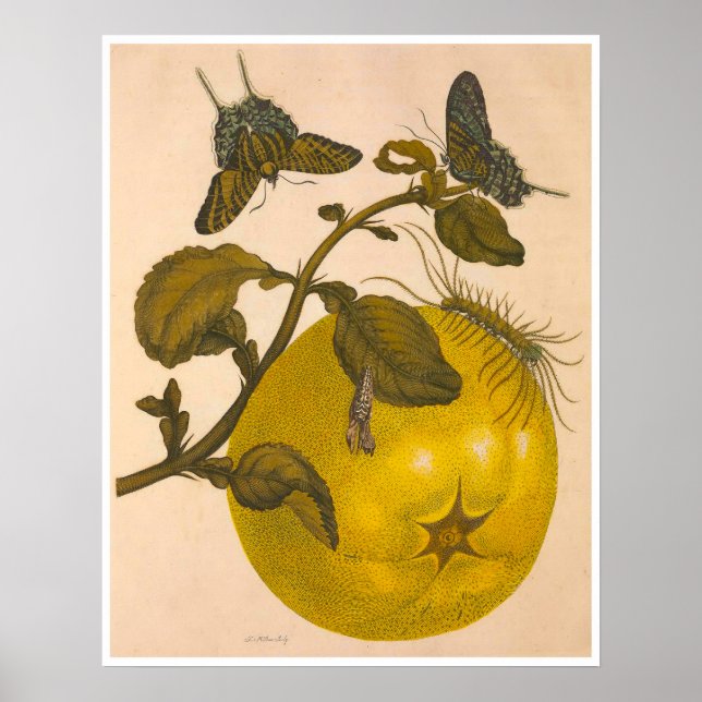 Metamorfose Insectorum Surinamensium Impressão (Frente)
