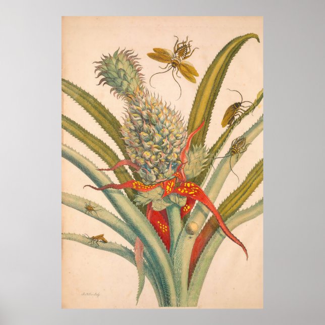 Metamorfose Insectorum Surinamensium Impressão (Frente)