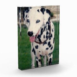 Meu Amigo Animal de Estimação Envie Sua Própria Im