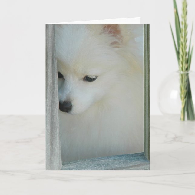 Meu cartão de Pomeranian da menina (Frente)
