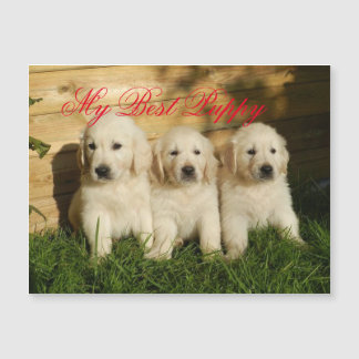 Meu melhor cachorrinho