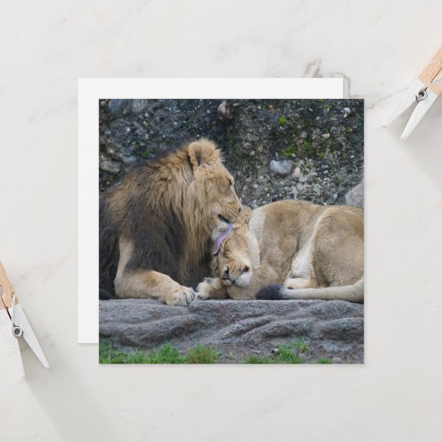 Mighty Lion Love (Frente/Verso In Situ)