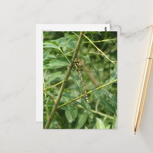 Migrant Hawker Dragonfly, com cartão postal DIY (Frente/Verso In Situ)