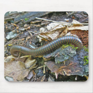 Milípede (Narceus americano) Mousepad