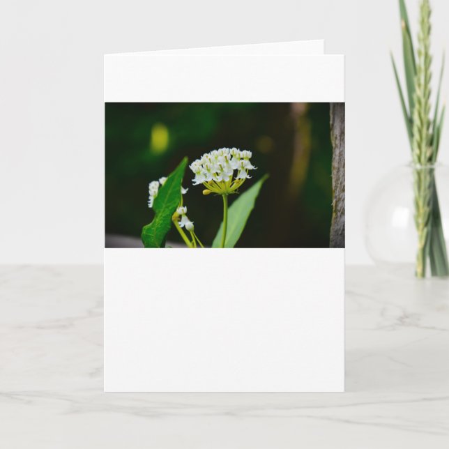 Milkweed, cartão (Frente)
