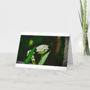Milkweed, cartão